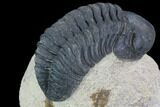 Bargain, Reedops Trilobite - Foum Zguid, Morocco #91925-3